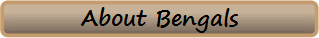 http://www.kybengalbabyz.com/index.html
