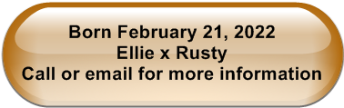 Born February 21, 2022                                                                                        Ellie x Rusty                                        Call or email for more information