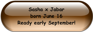Sasha x Jabar                                            born June 16                            Ready early September! 